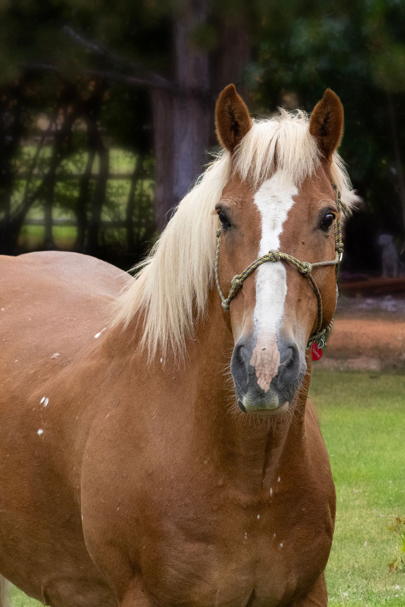 Tan horse with a blonde mane and white blaze, wearing a halter, standing in a field.
