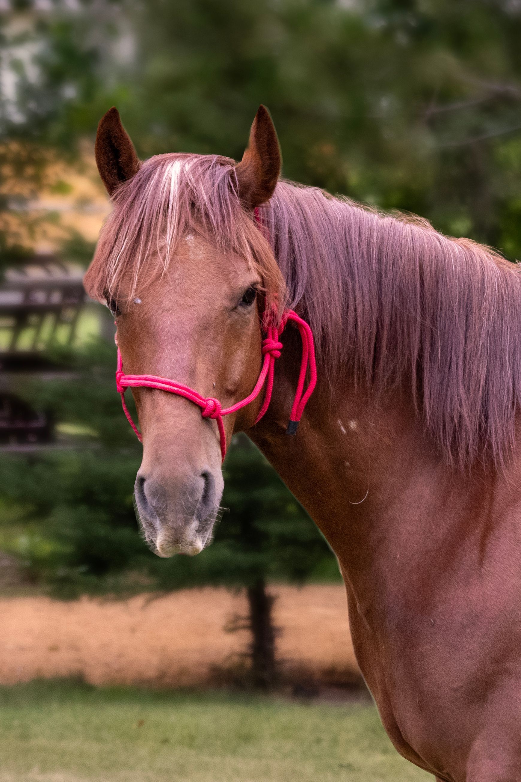 Brown horse wearing a red halter, looking directly at the viewer. Green grass and trees in the background.