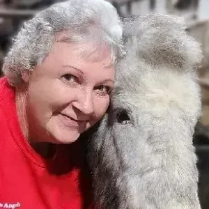 Woman in red shirt hugs a gray donkey, both smiling.