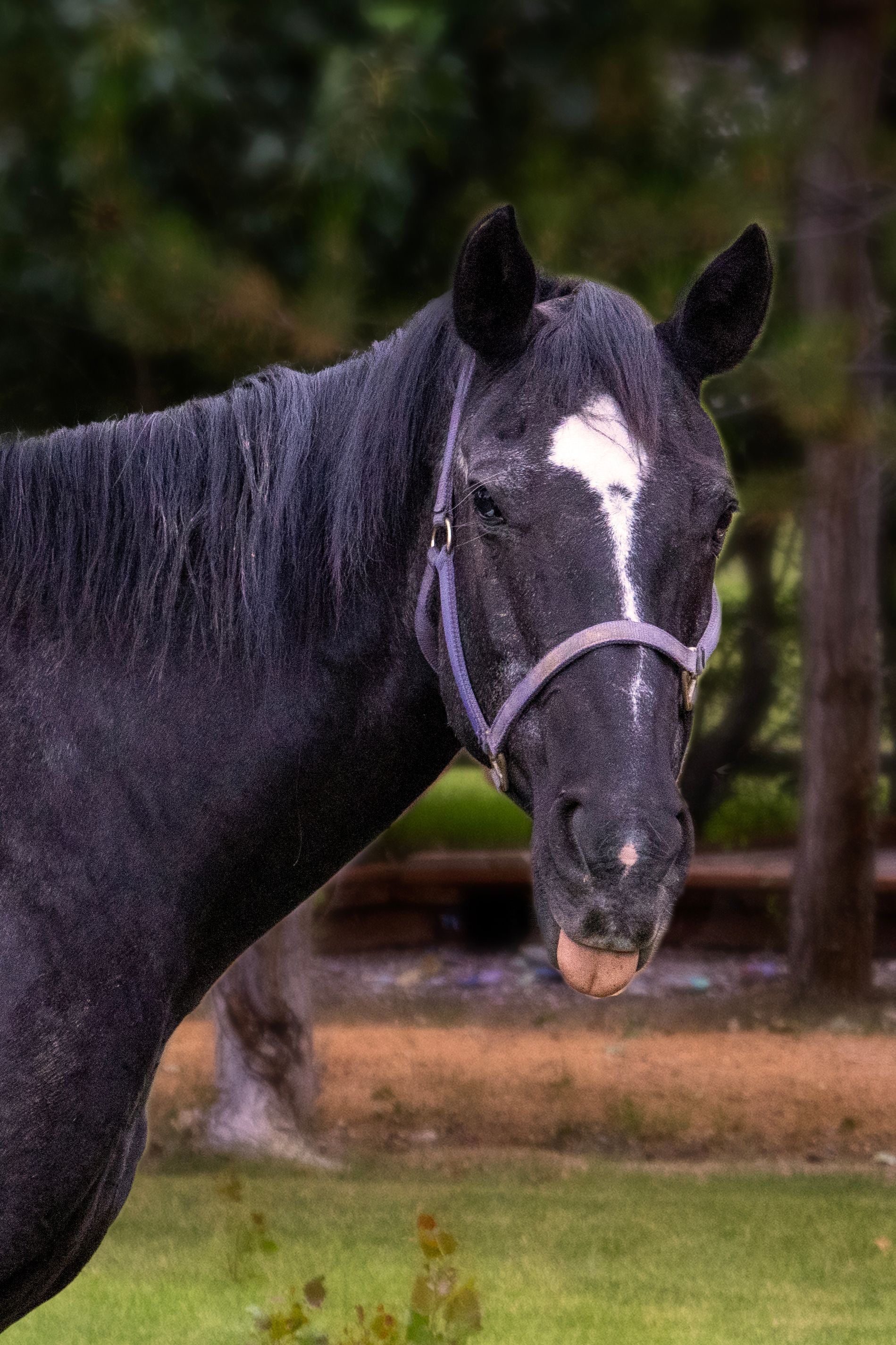 Black horse with a white star on its forehead, wearing a purple halter, sticking out its tongue. Outdoors.