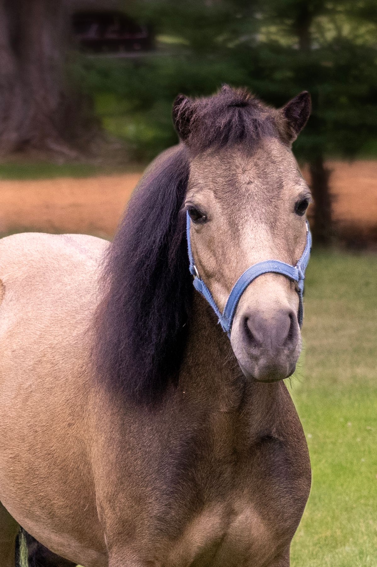 Tan pony with dark mane and a blue halter in a grassy field.