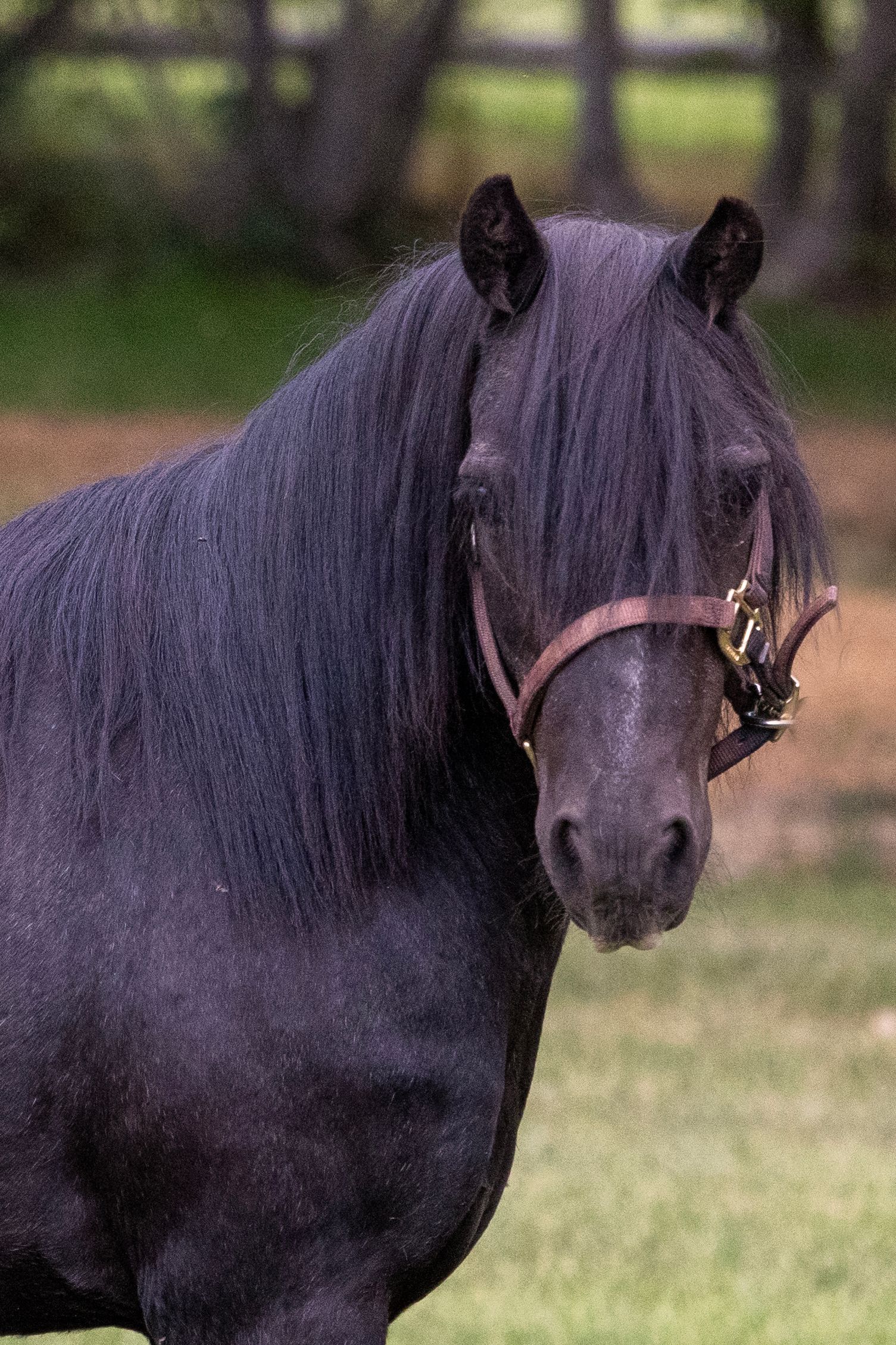 Black horse wearing a bridle, looking towards the viewer; outdoors, green grass.