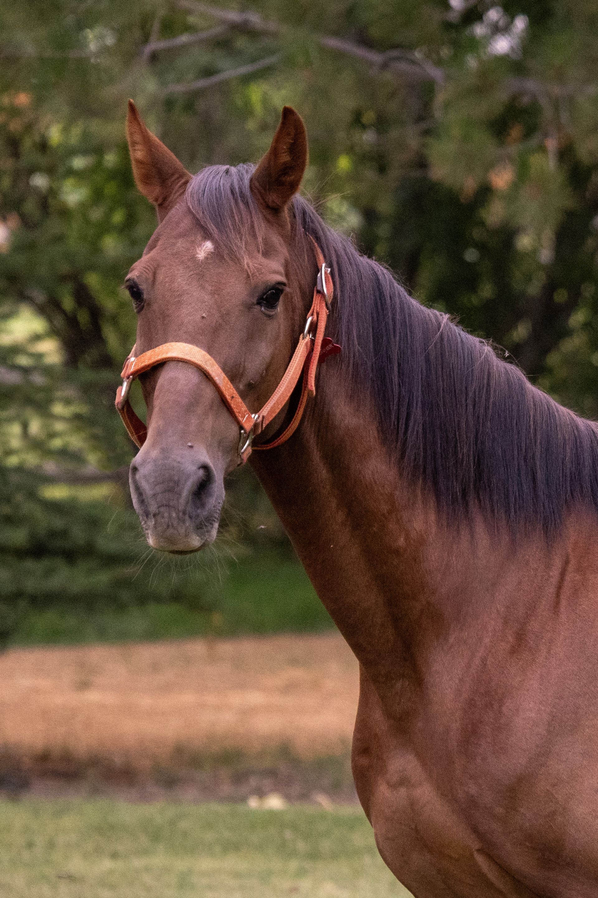Brown horse with a halter, looking towards the viewer, outdoors.