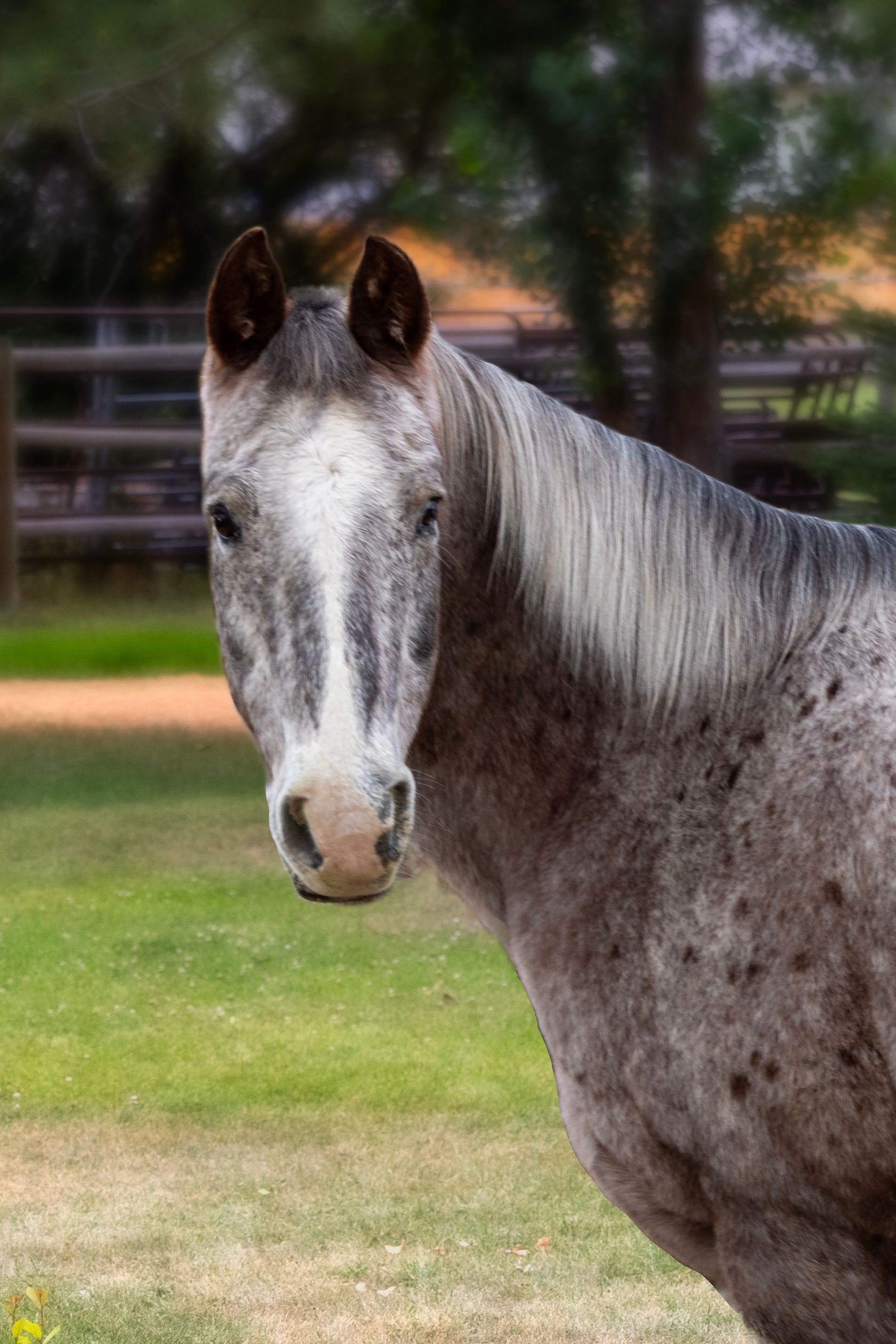 Gray horse with dappled coat, looking directly at the viewer, in a grassy field.
