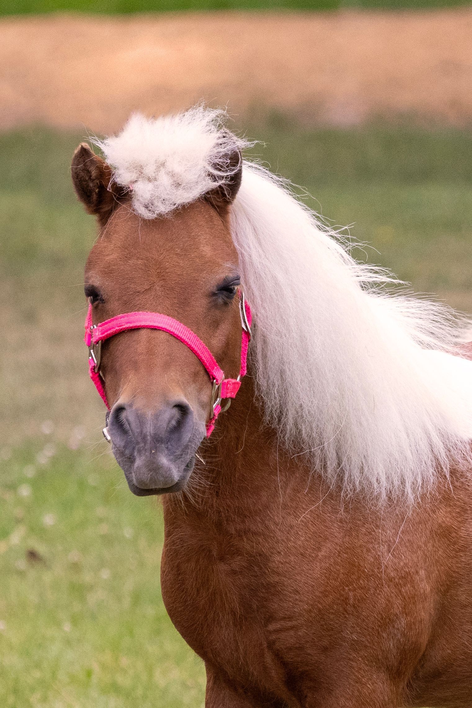 Brown and white pony with pink halter, cream mane, and green background.