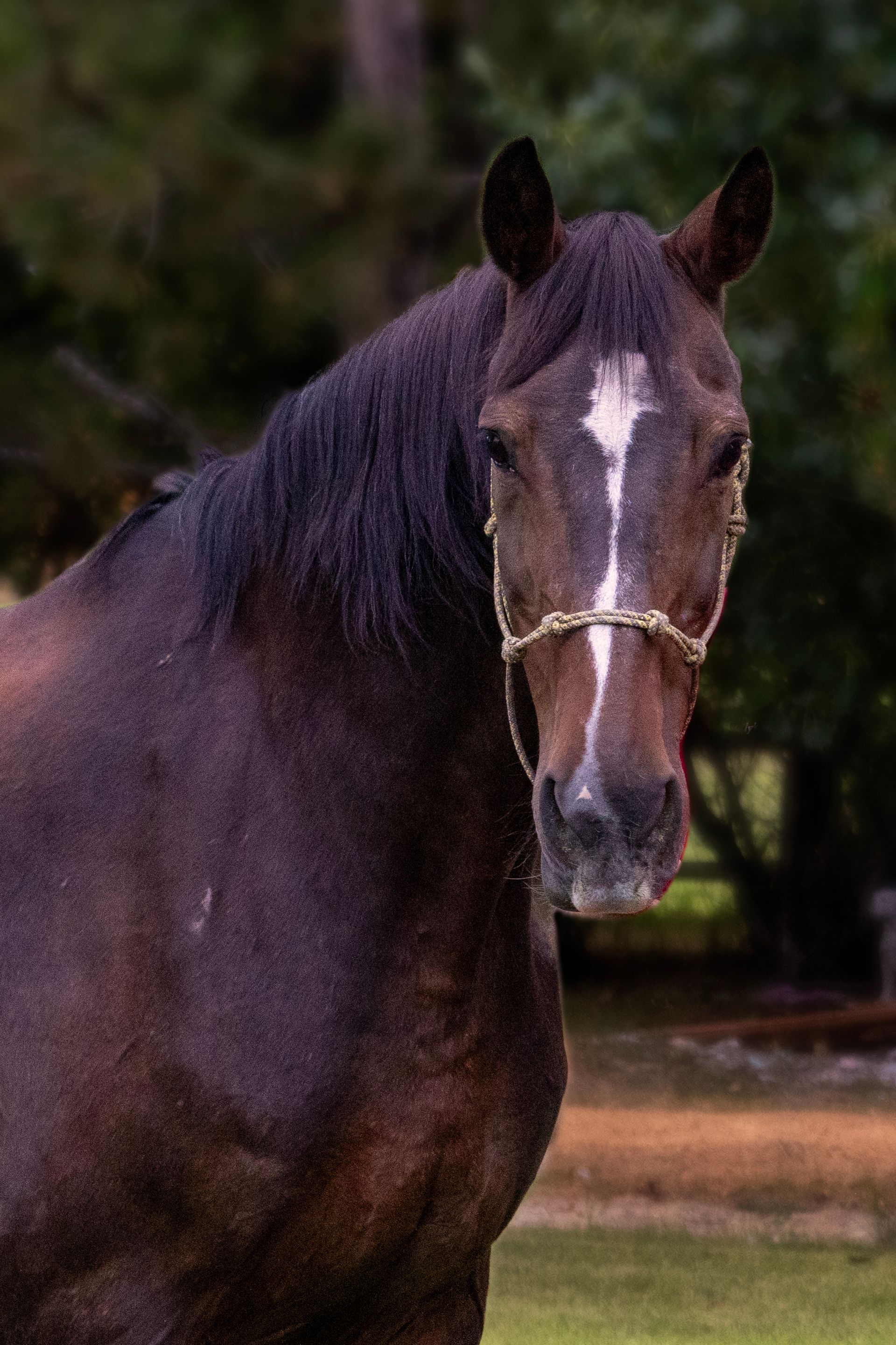 Dark bay horse with white blaze, wearing a halter. Looking directly at the viewer.