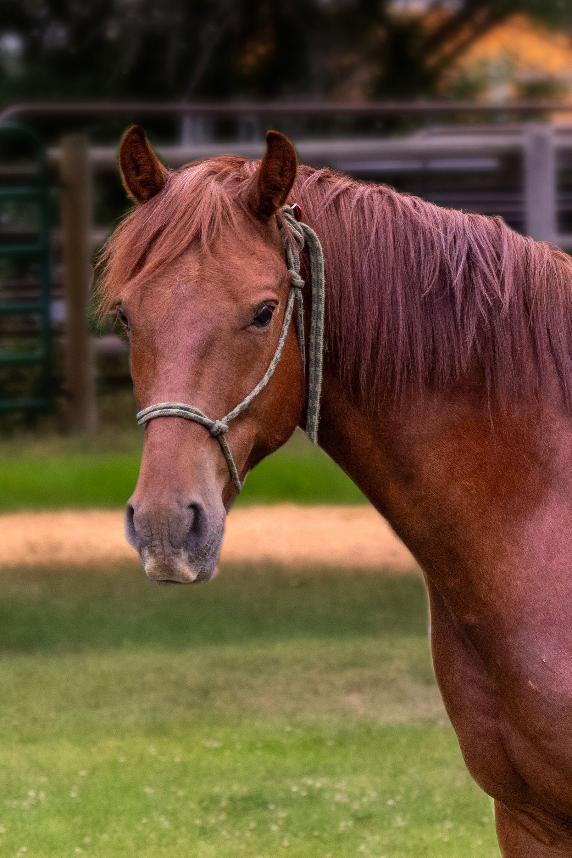 Chestnut-colored horse with rope halter, head turned, looking forward, in a grassy field near a fence.
