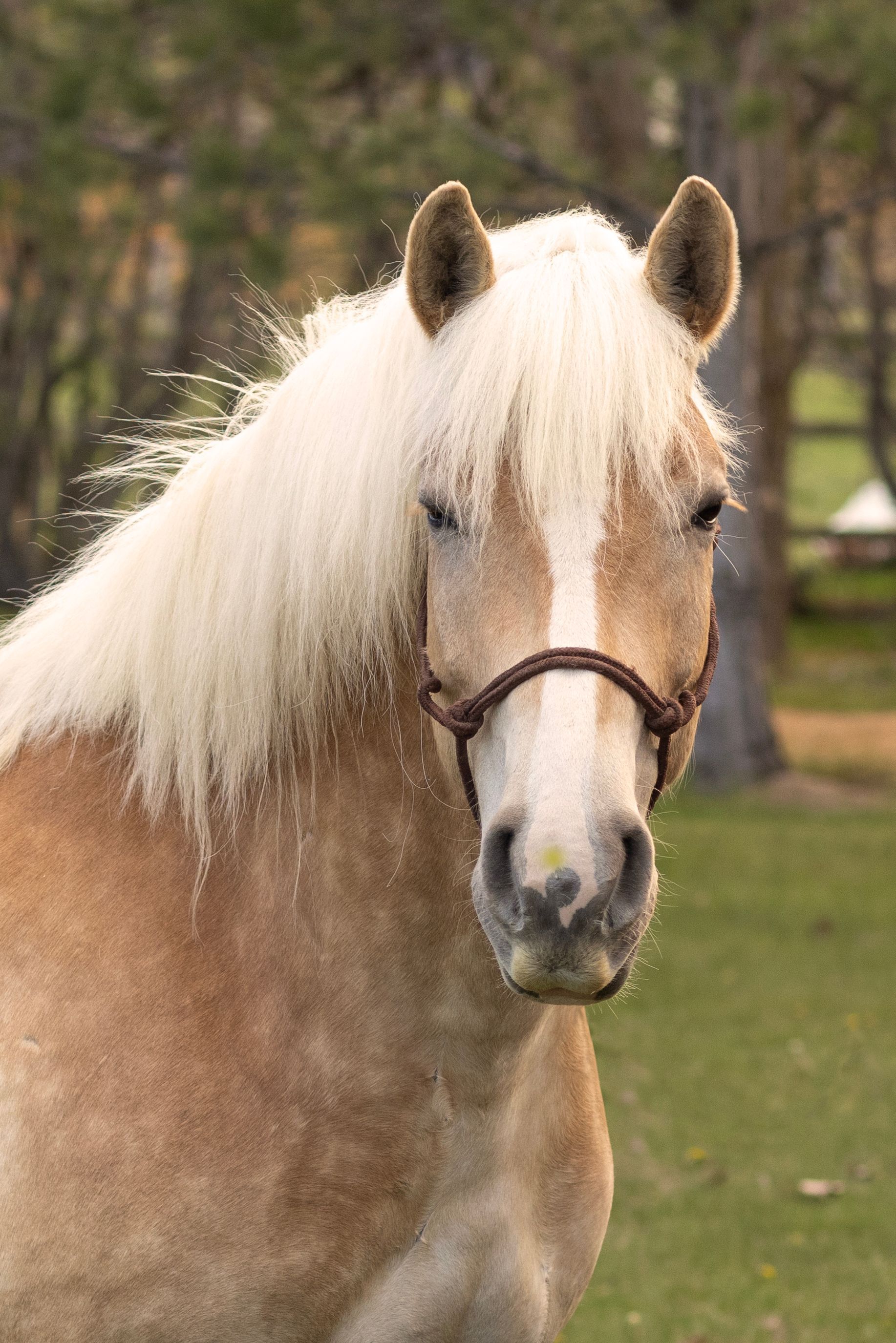 Blonde-maned horse with a tan coat and brown halter, standing outside on a grassy field.