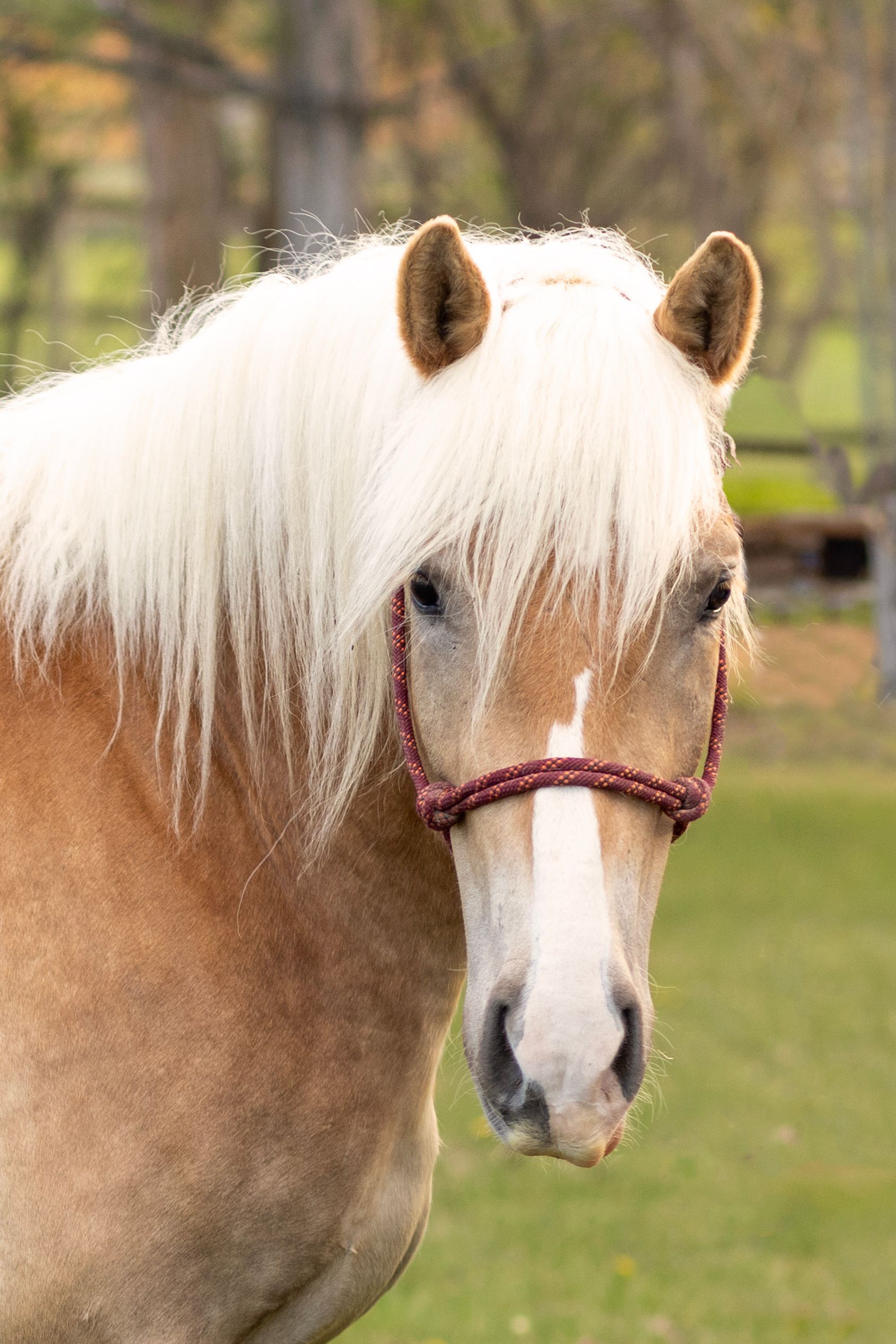 Blonde horse with light mane and red halter in grassy field.