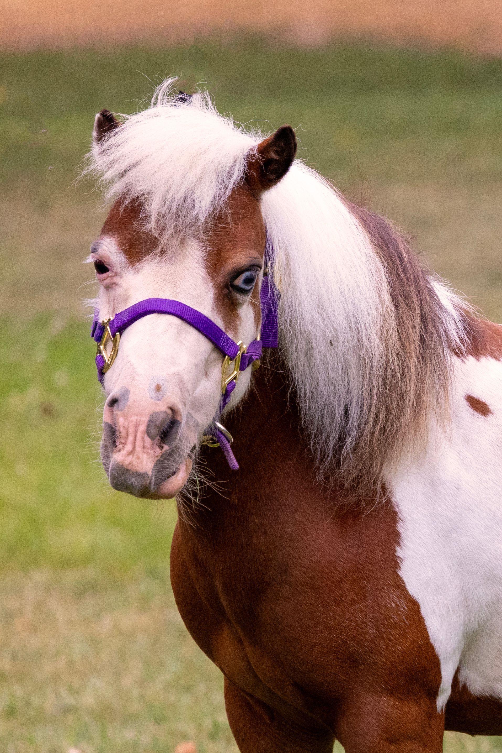 Miniature brown and white pony with a purple halter, blue eye, and white mane.