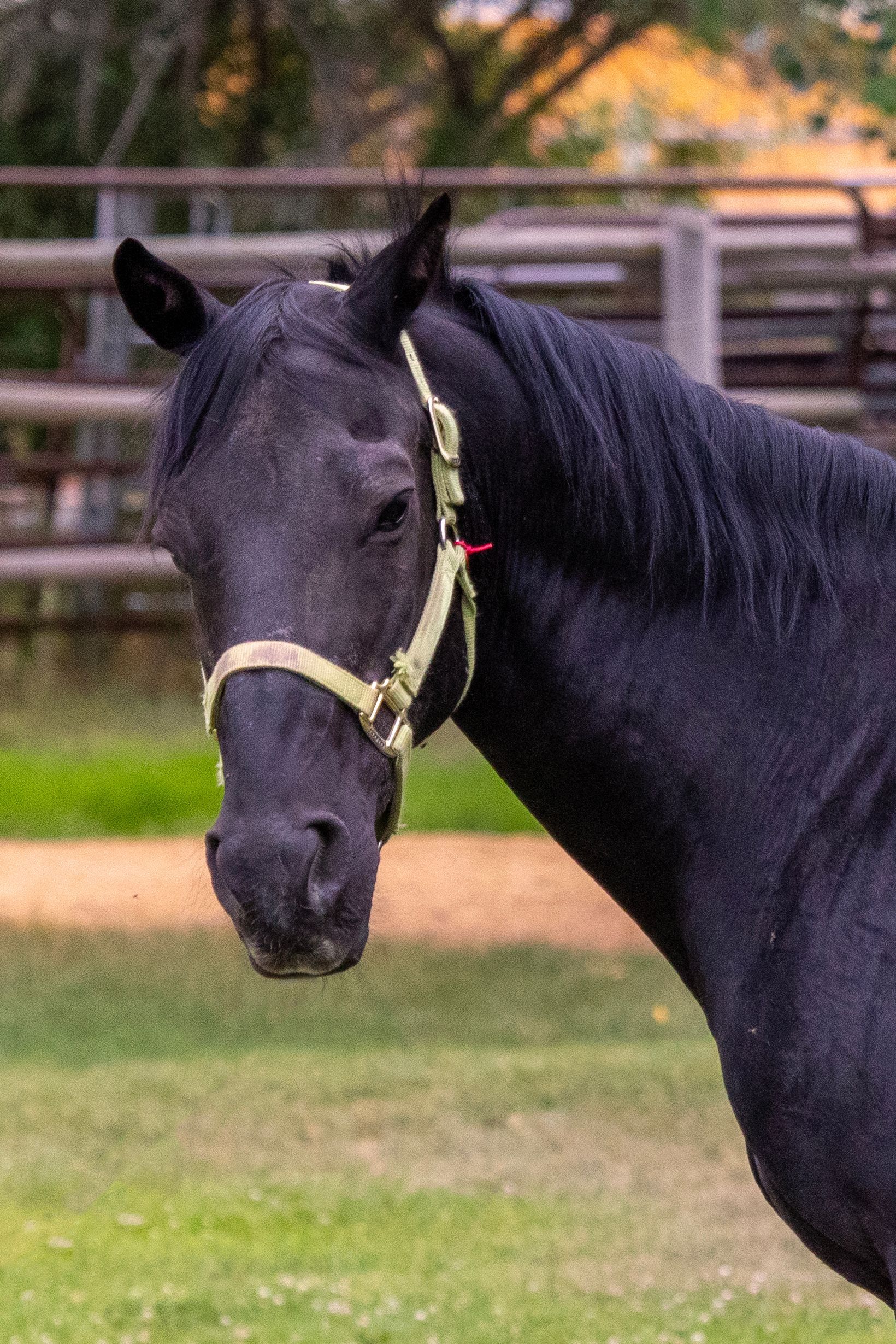 Black horse with a light green halter in a field with a wooden fence.