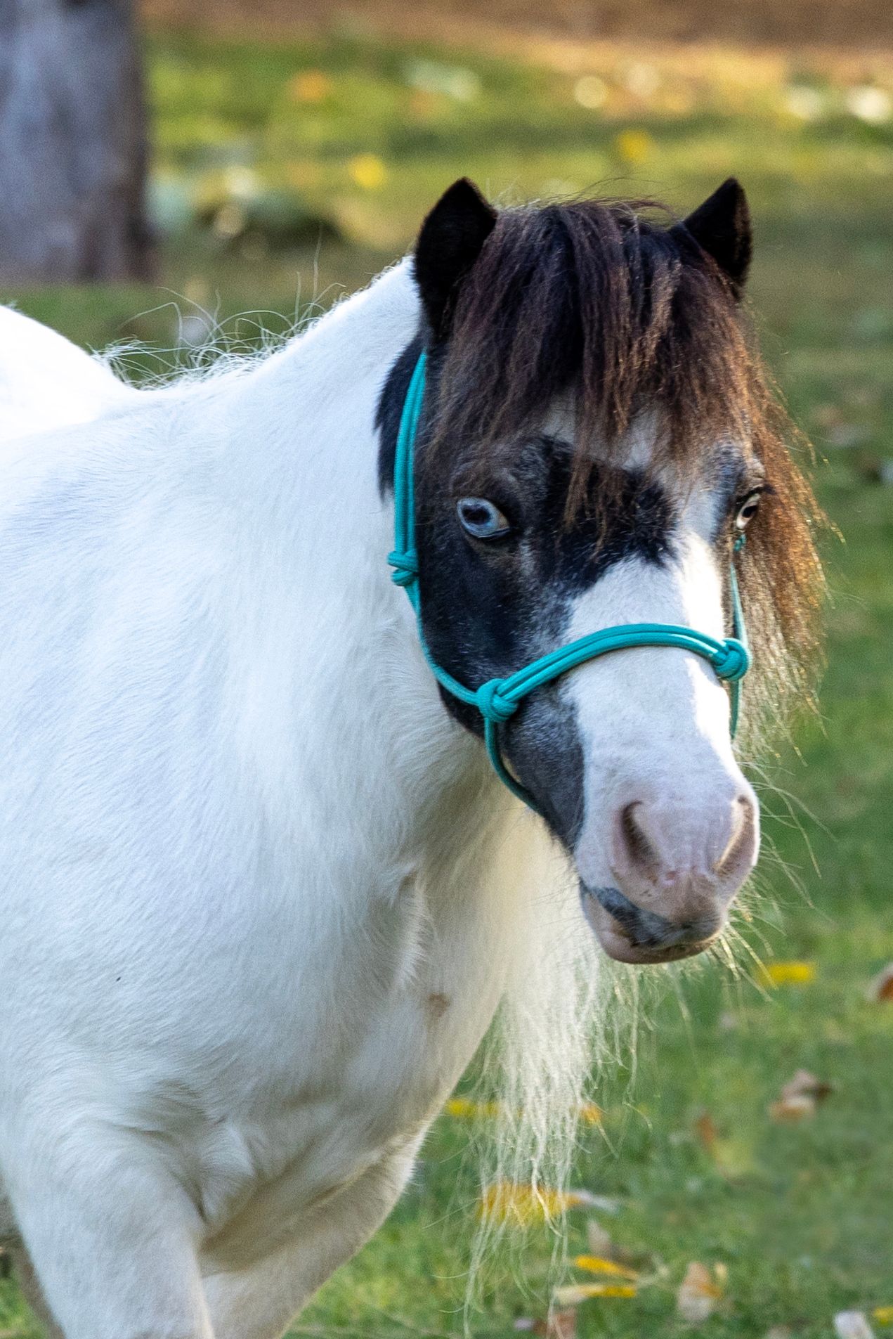 White miniature horse with a black and brown face, wearing a teal halter, outside.