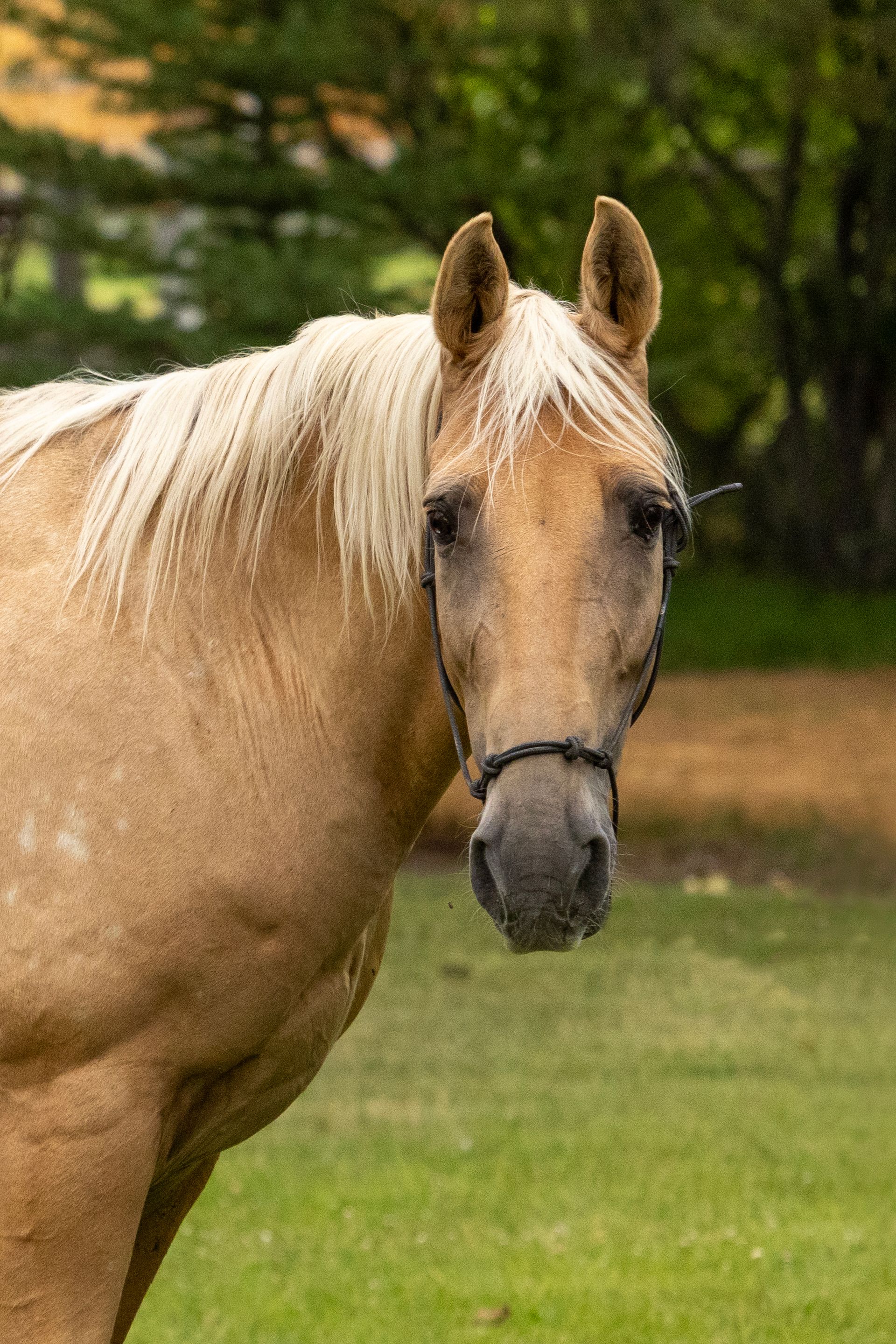 A tan horse with a blonde mane looks directly at the viewer, outdoors in a grassy field.