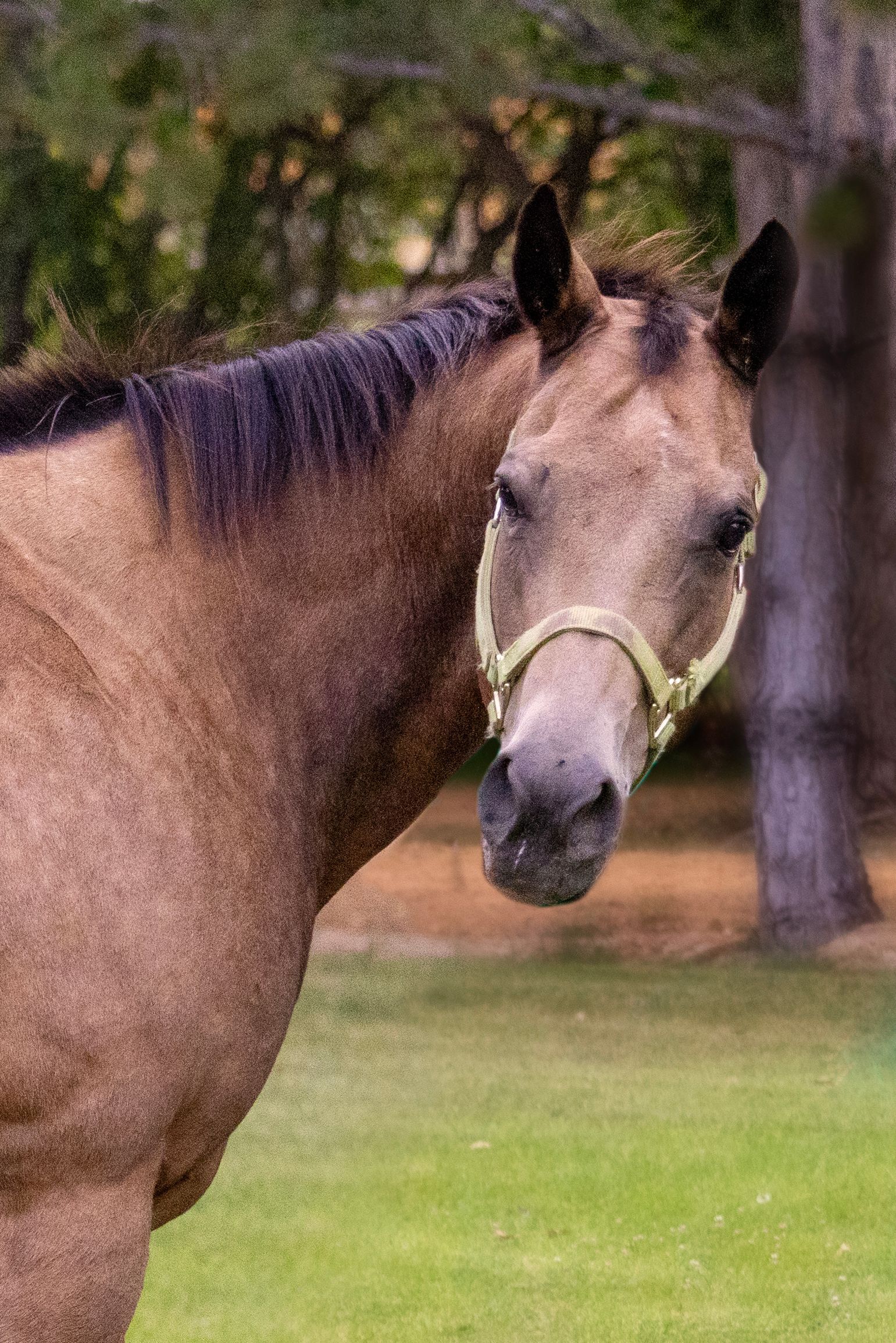 Brown horse wearing a halter looks towards the camera, standing in a grassy field near trees.