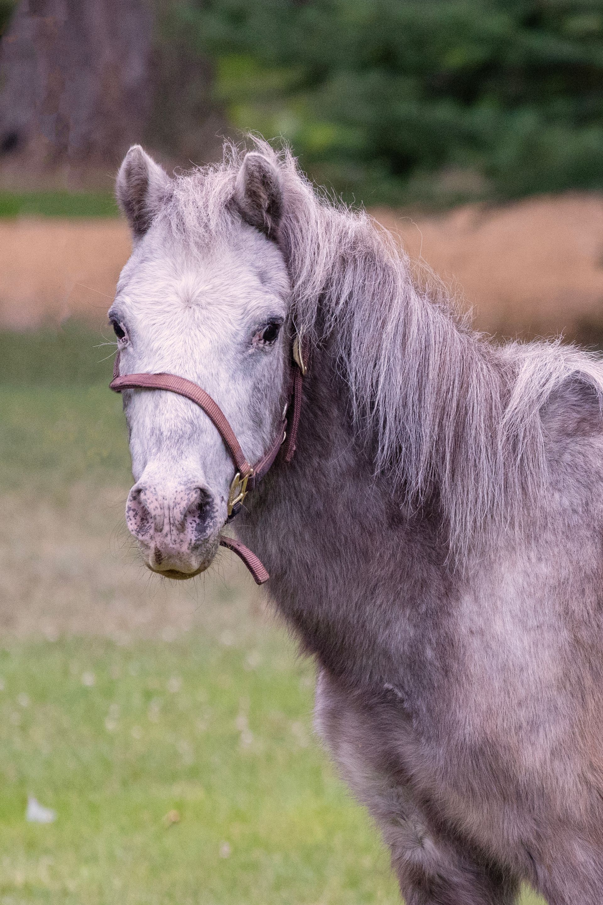 Gray pony wearing a brown halter, standing in a grassy field, looking toward the camera.