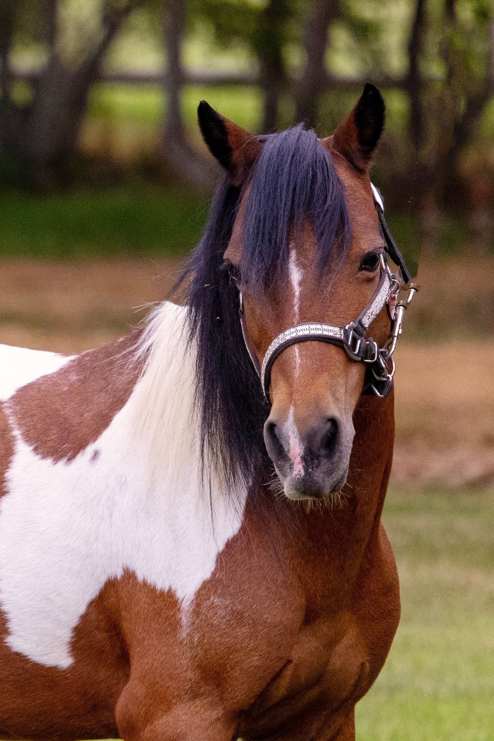 Bay and white paint horse with a black mane, wearing a bridle, standing outside.