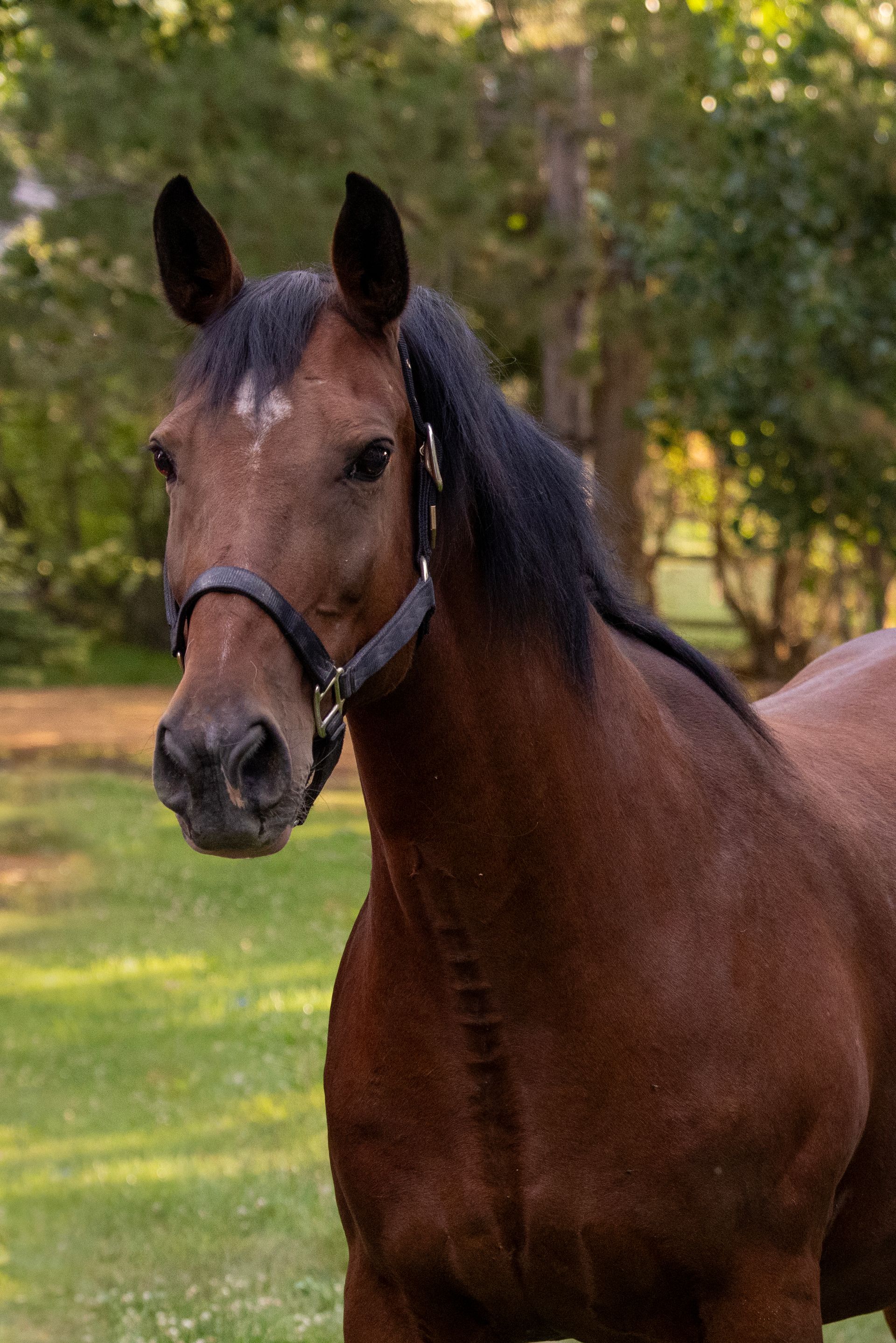Brown horse in a grassy field, wearing a black halter. It's looking towards the camera.