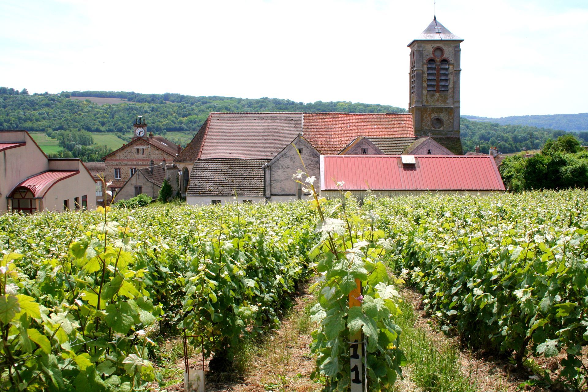 A vineyard with a church in the background