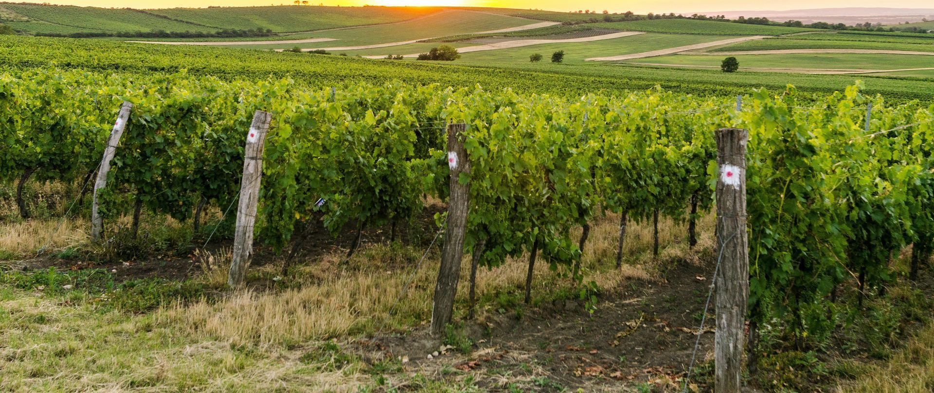 A woman is holding a bunch of carrots and radishes