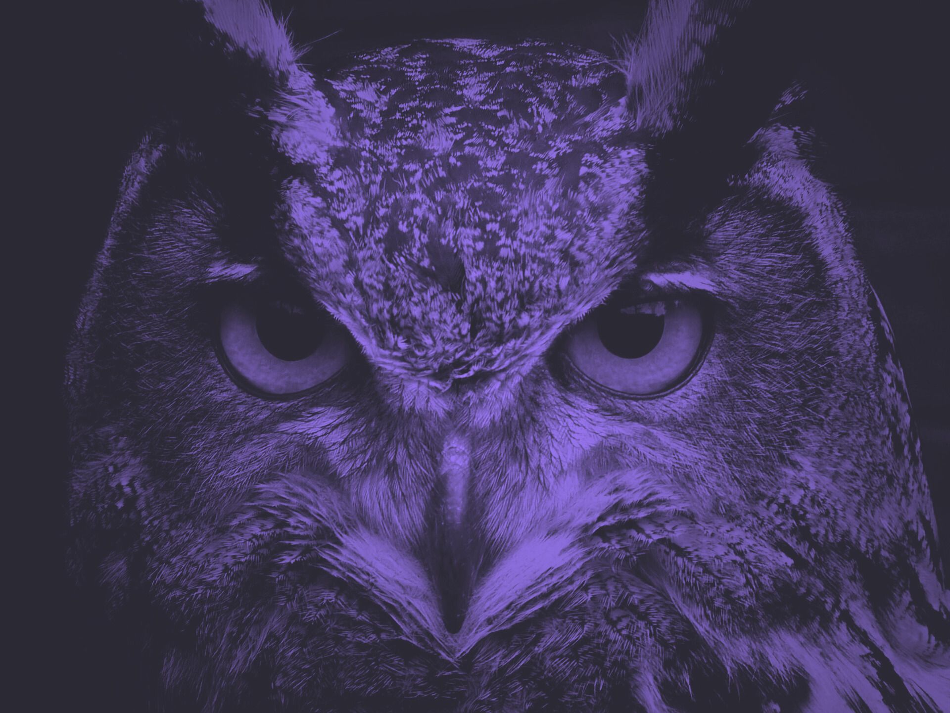 Close-up of an owl's face, predominantly purple, with intense, focused eyes.