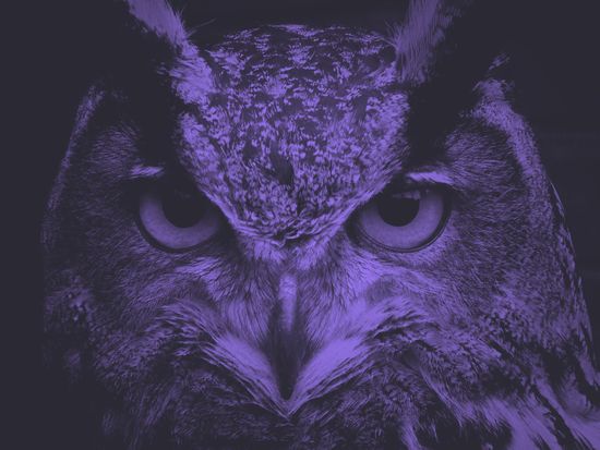 Close-up of an owl's face, predominantly purple, with intense, focused eyes.