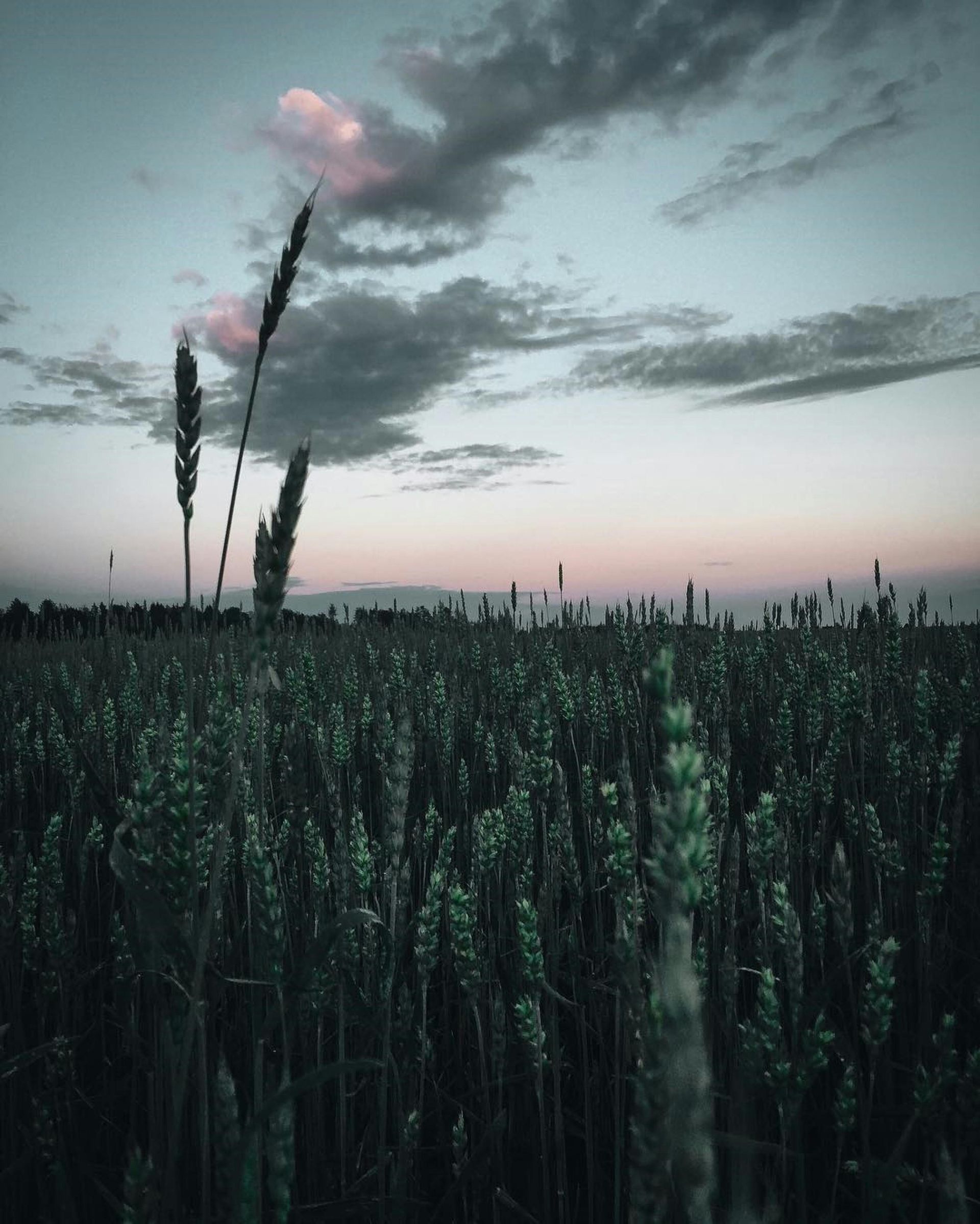 Field of wheat stalks under a cloudy dusk sky.