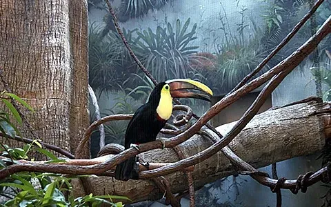 Toucan perched on a tree branch, with a large yellow beak, black body, and surrounded by foliage.