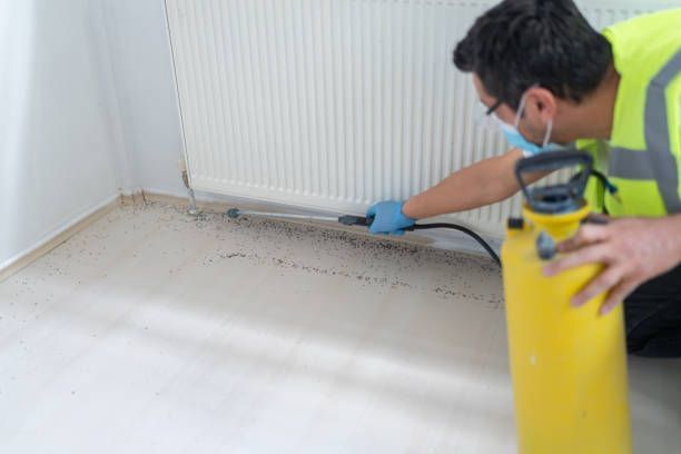 Technician spraying treatment along baseboard in a corner, using a yellow pest control sprayer