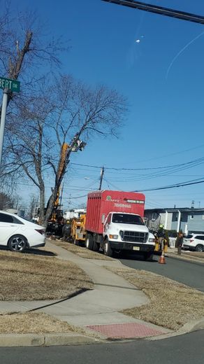 A white truck is parked on the side of the road next to a tree being cut down.