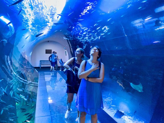Dubai Aquarium: A Spectacular Aquatic Adventure Awaits You - History and Background