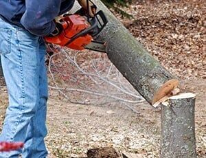 Man_cutting_a_tree_down_with_chainsaw
