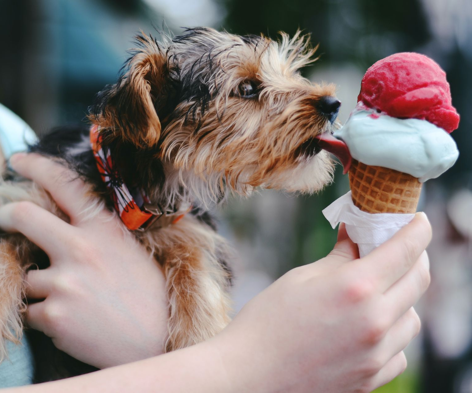 Dog licking a two-scoop ice cream cone held by a person.