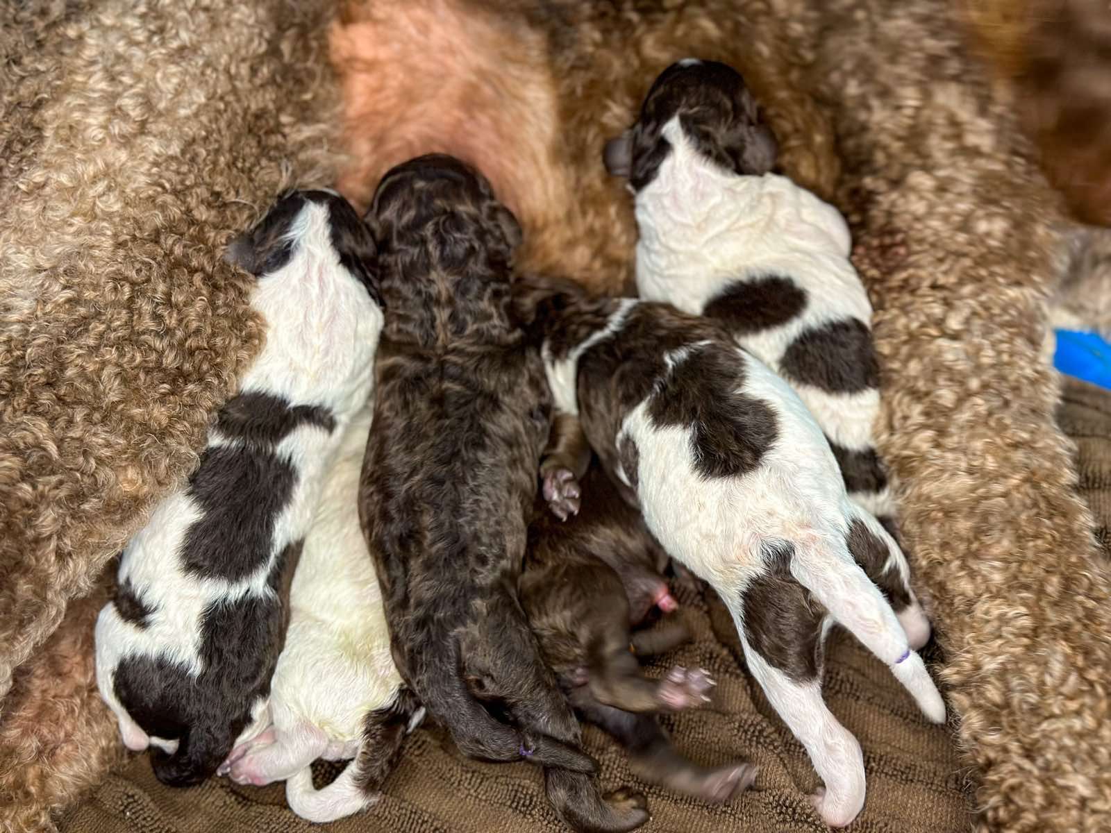 a group of puppies are nursing from their mother