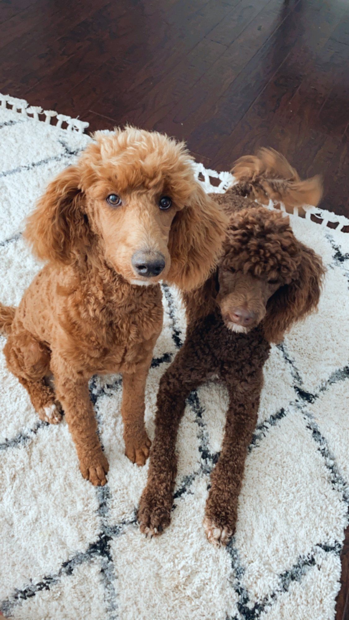Chloe Luna Standard Poodles Chocolate Red Apricot Puppies Available Rehoming Simpsonville South Carolina California ENS Trained AKC