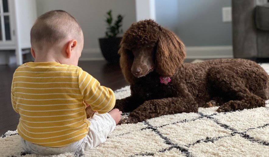 Chloe-Luna-Standard-Poodles-Chocolate-Red-Apricot-Puppies-Available-Rehoming-Simpsonville-South-Carolina-California-ENS-Trained-AKC-Microchipped