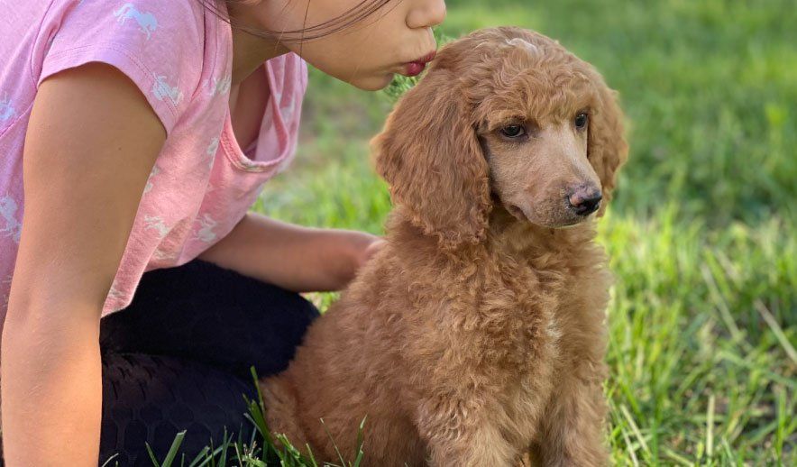 Chloe-Luna-Standard-Poodles-Chocolate-Red-Apricot-Puppies-Available-Rehoming-Simpsonville-South-Carolina-California-ENS-Trained-AKC-Microchipped-genetics-tested