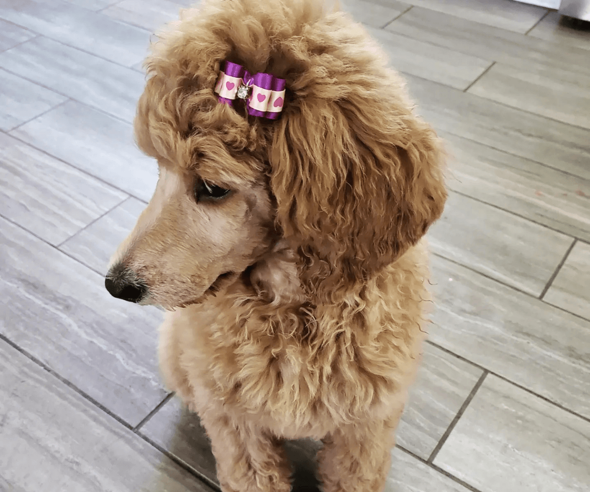 Home of Doodles Last Litter Chloe Simpsonville, South Carolina, Greenville, East Coast, Standard Poodles, Red Standard Poodle, AKC Available Puppies, Health Tested, Genetic Tested, Healthy, Breeder