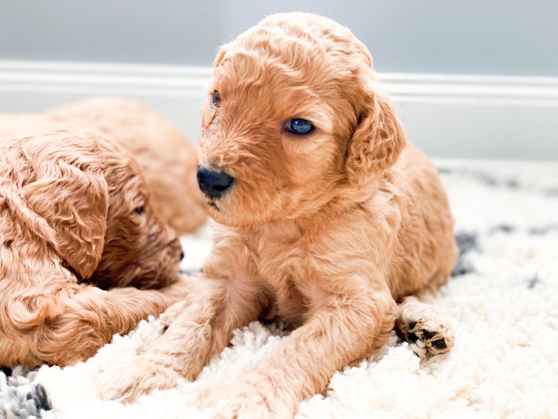 Home of Doodles Simpsonville Standard Poodles Available for Sale South Carolina
