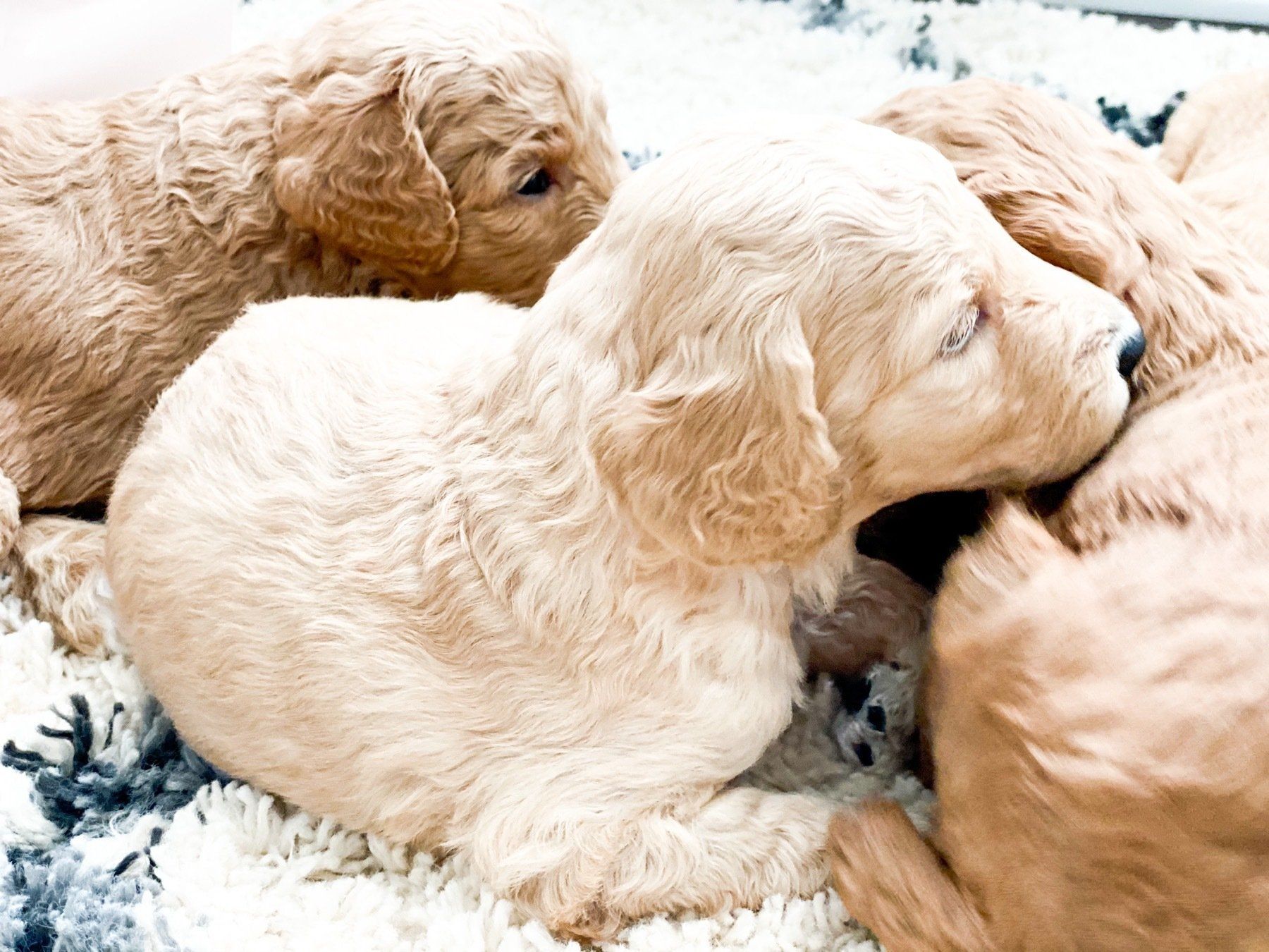 Home of Doodles Simpsonville Standard Poodles Available for Sale South Carolina