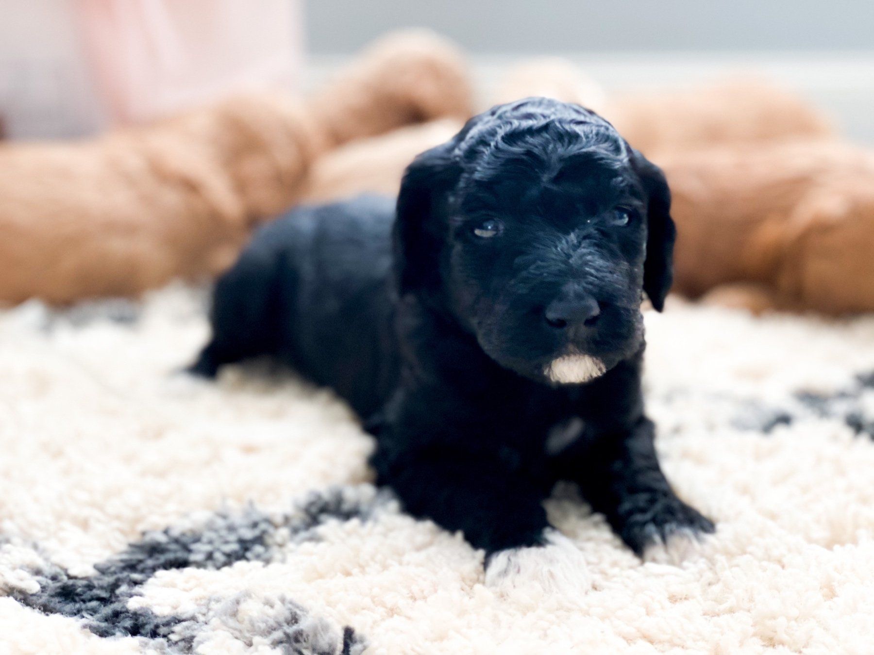 Home of Doodles Simpsonville Standard Poodles Available for Sale South Carolina