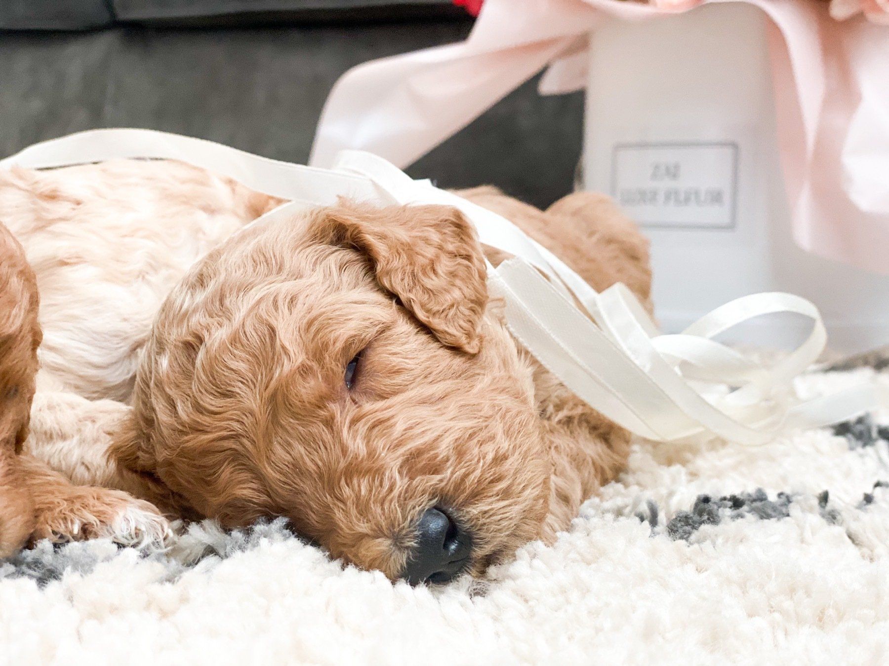 Home of Doodles Simpsonville Standard Poodles Available for Sale South Carolina