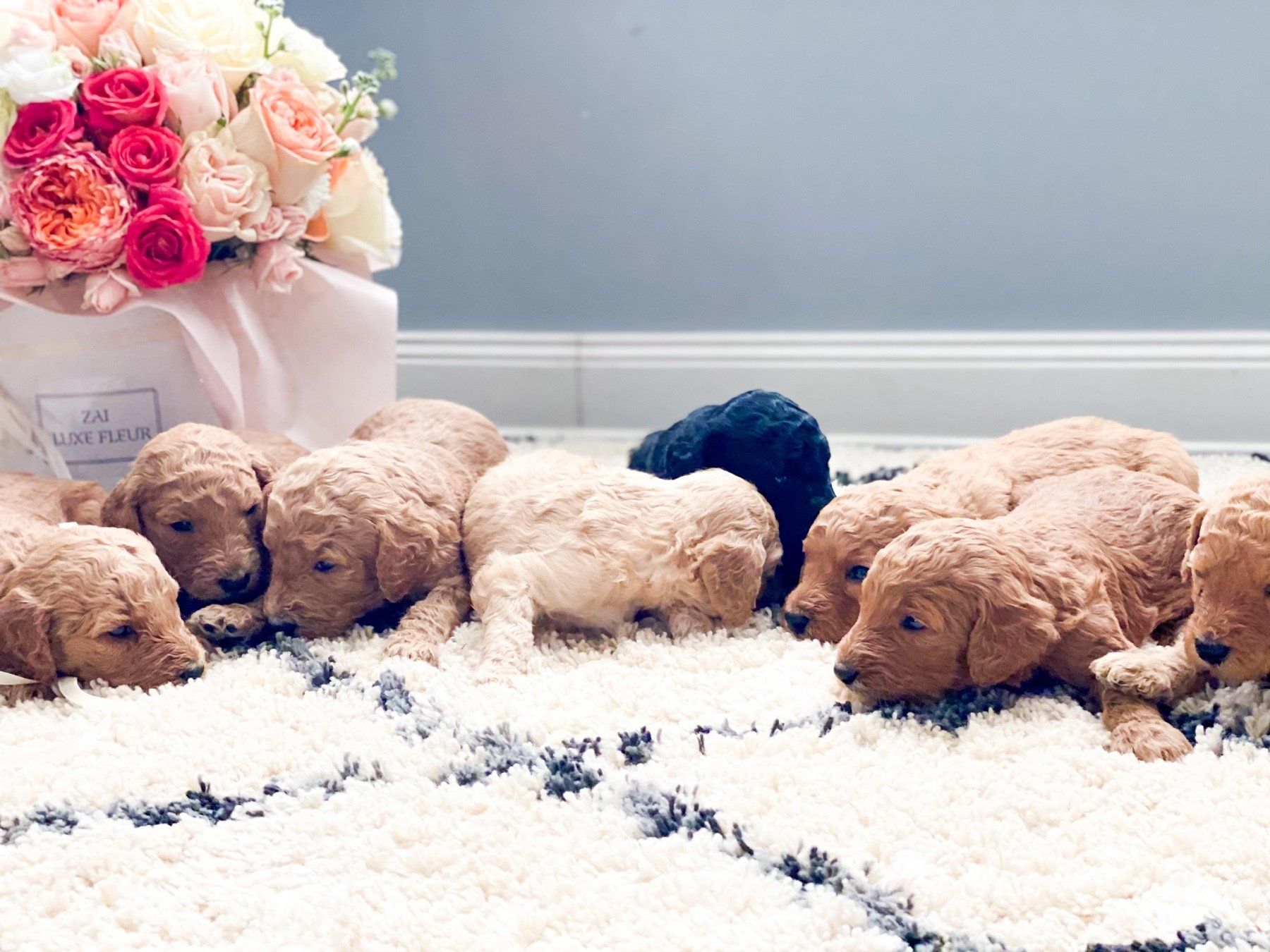 Home of Doodles Simpsonville Standard Poodles Available for Sale South Carolina