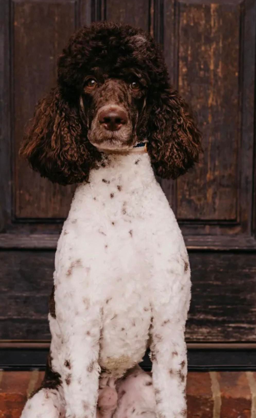 Murphy Standard Poodle Sire Apricot available puppies for sale rehoming simpsonville south carolina california ENS