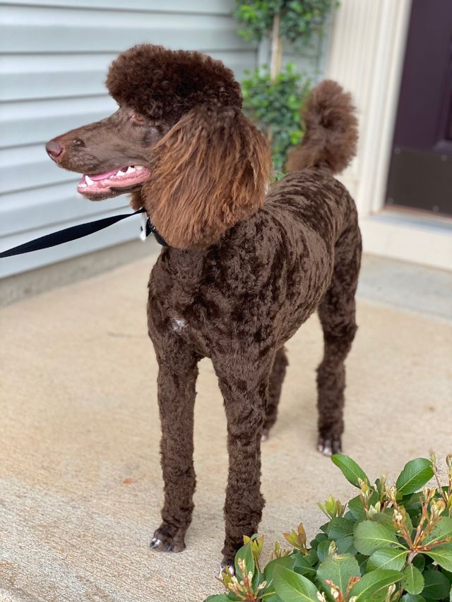 Parti Poodle Phantom Standard Poodle Puppies For Sale Phantom