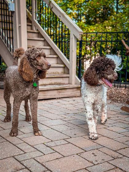 how big are standard poodle puppies