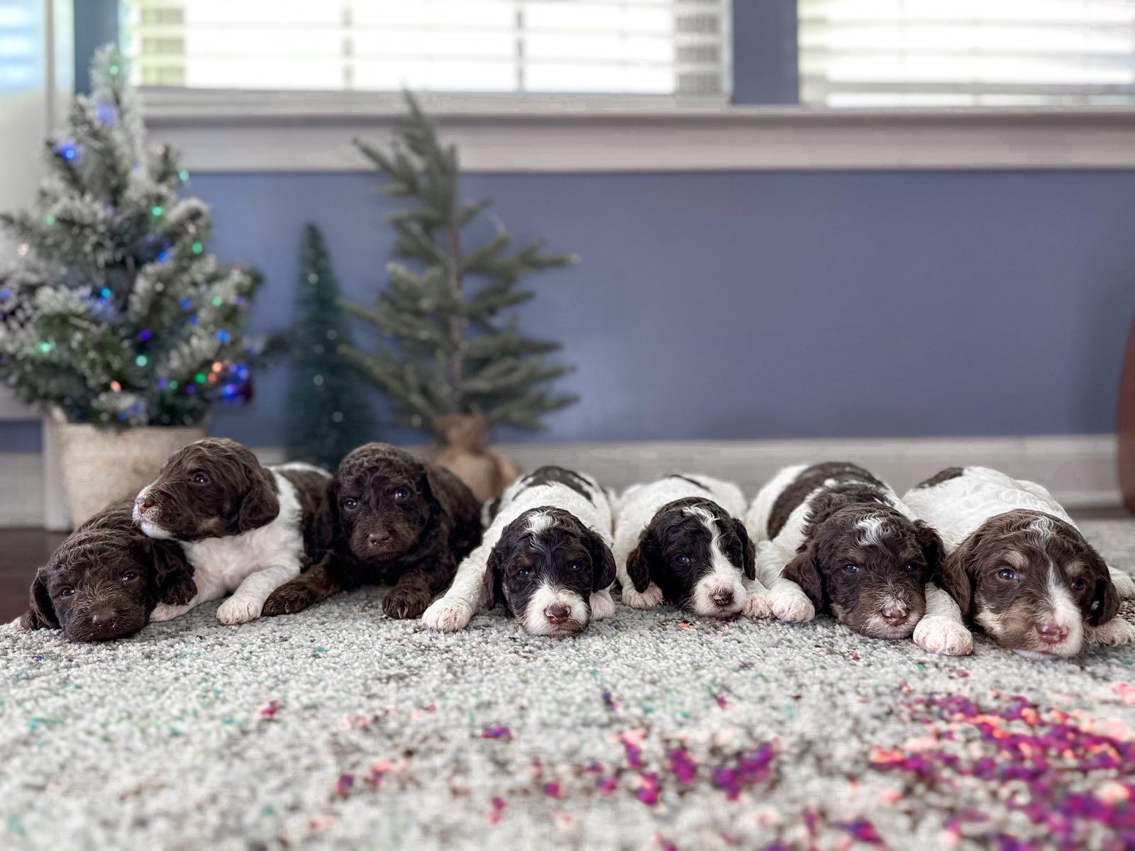 a row of brown and white puppies laying on a carpet in front of a christmas tree