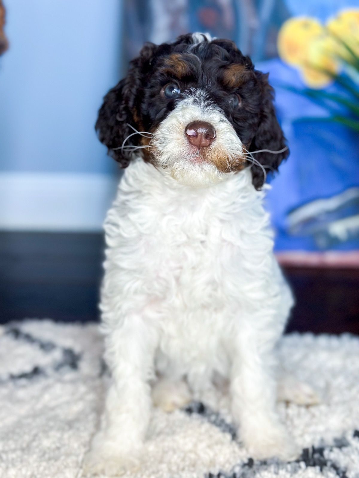 a brown and white puppy is sitting on a carpet .