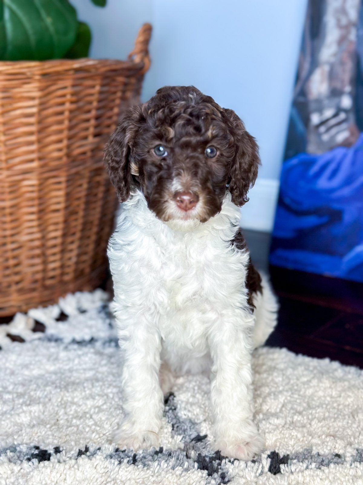 a brown and white puppy is sitting on a rug next to a basket .