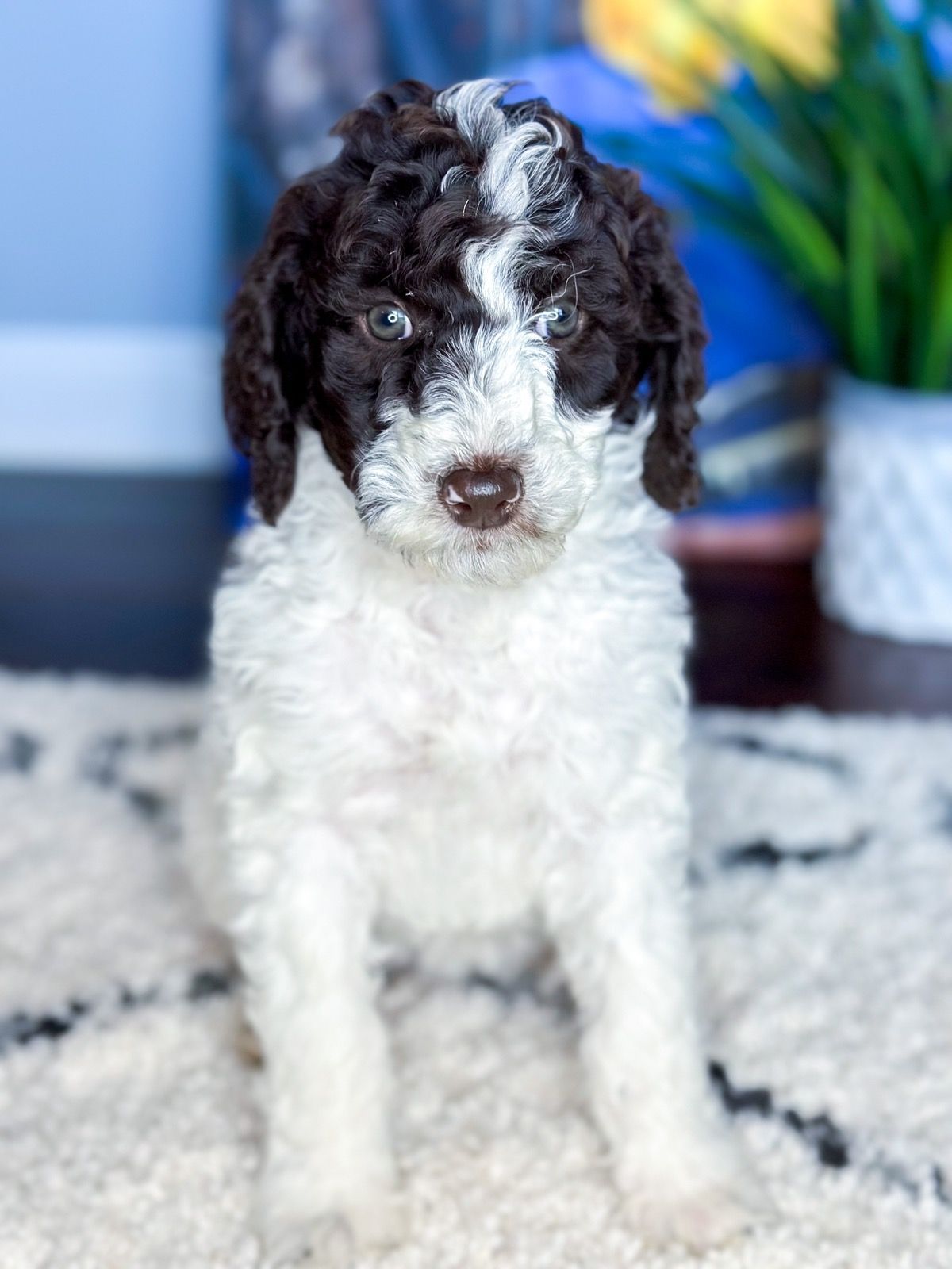 a brown and white puppy is sitting on a carpet and looking at the camera .