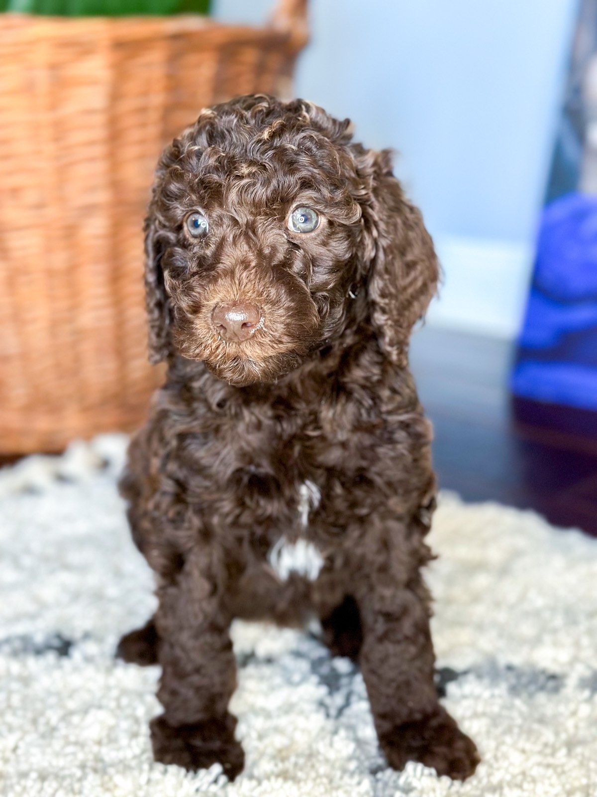 a brown poodle puppy is sitting on a carpet and looking at the camera .